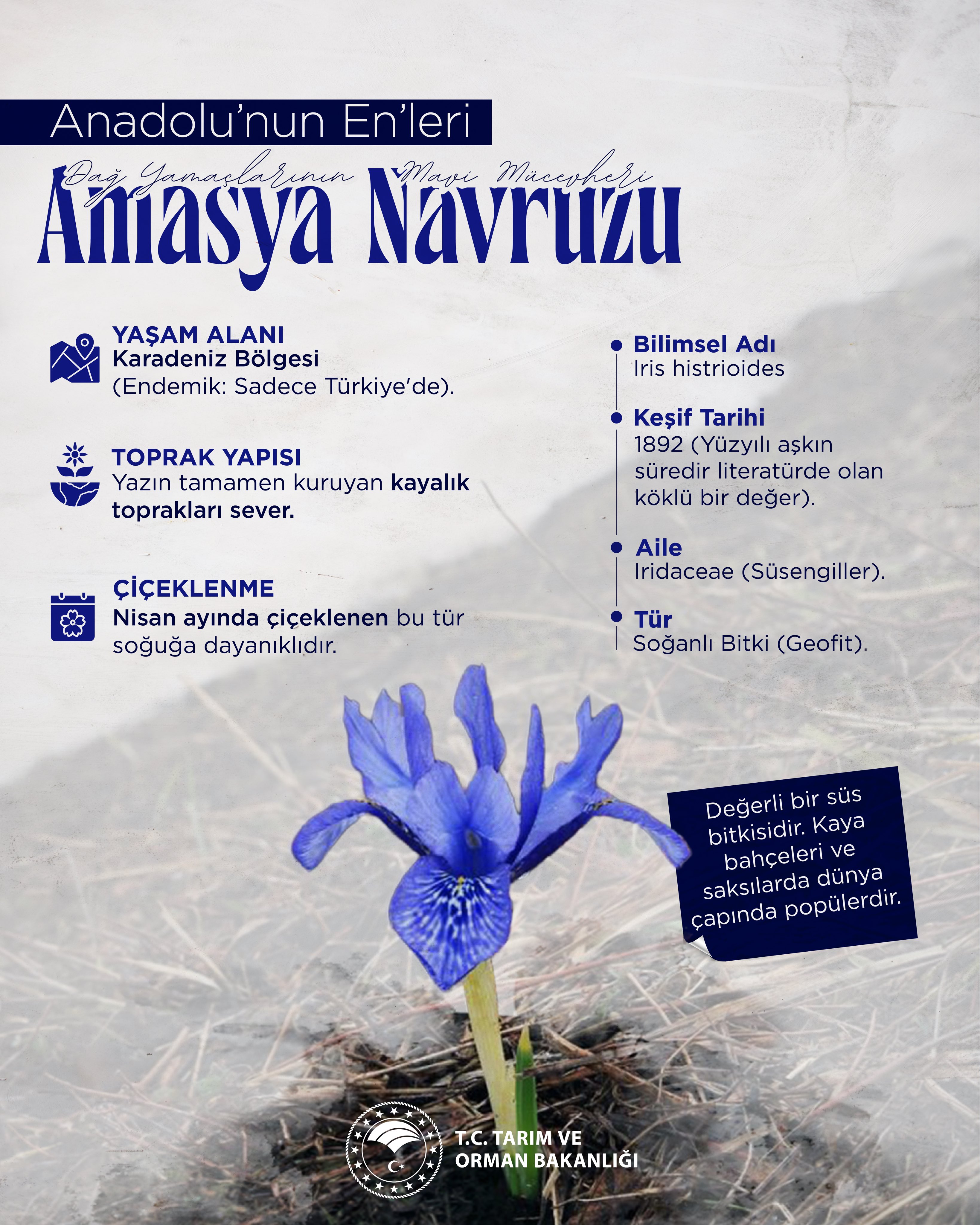 Amasya Navruzu: Anadolu'nun Eşsiz Endemik Bitkisi