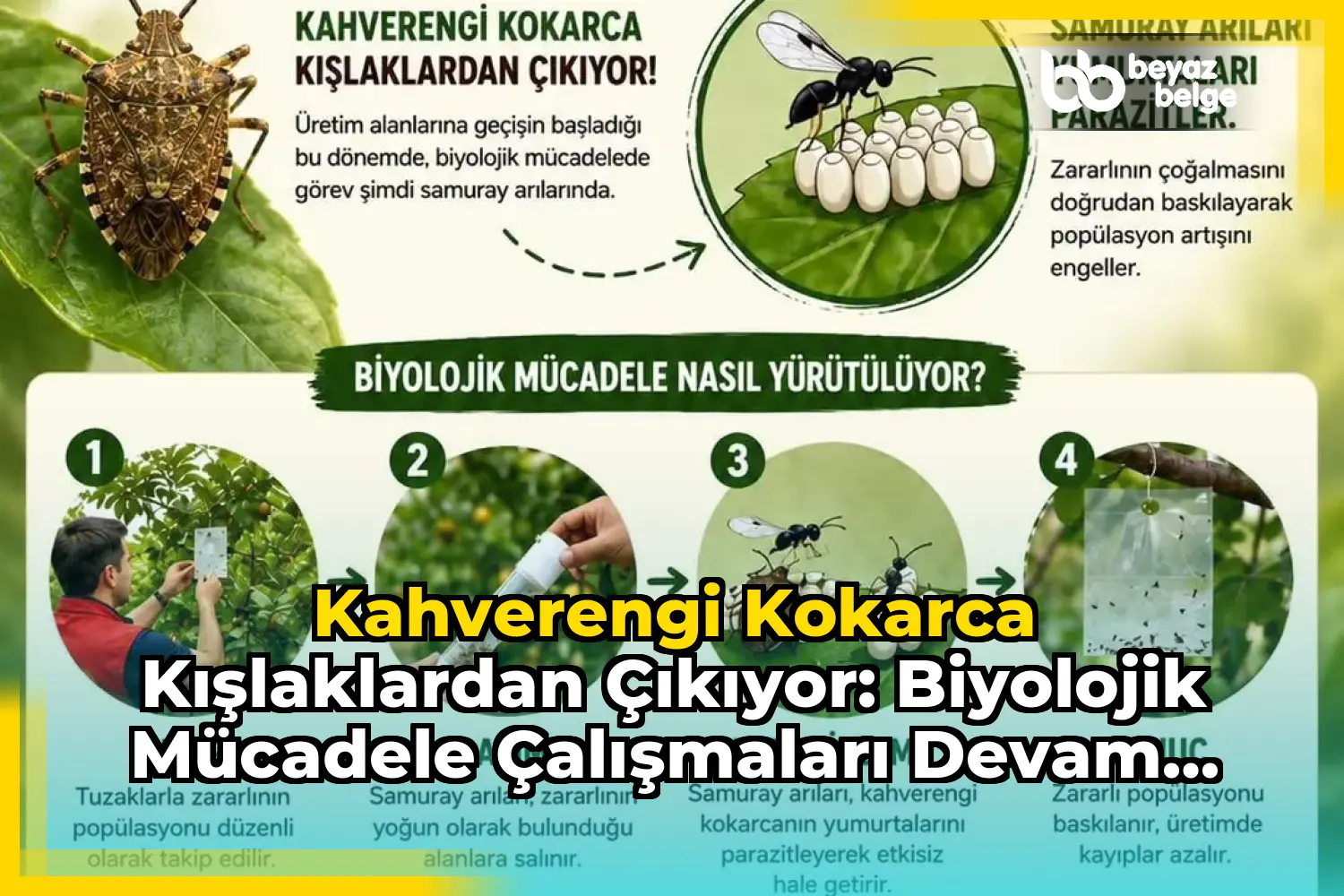 Kahverengi Kokarca Kışlaklardan Çıkıyor: Biyolojik Mücadele Çalışmaları Devam Ediyor